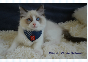 chaton mâle seal bicolour - Chatterie Ragdolls du Val de Beauvoir